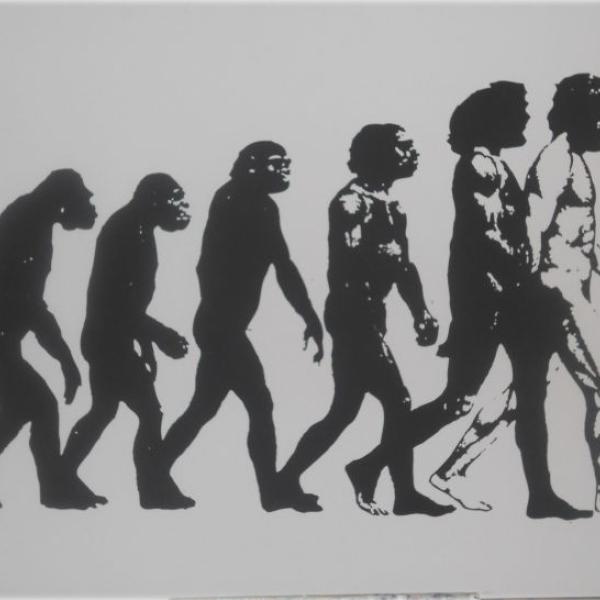 161 bertuccoli evolution